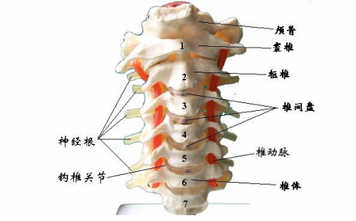 頸肩腰腿疼科